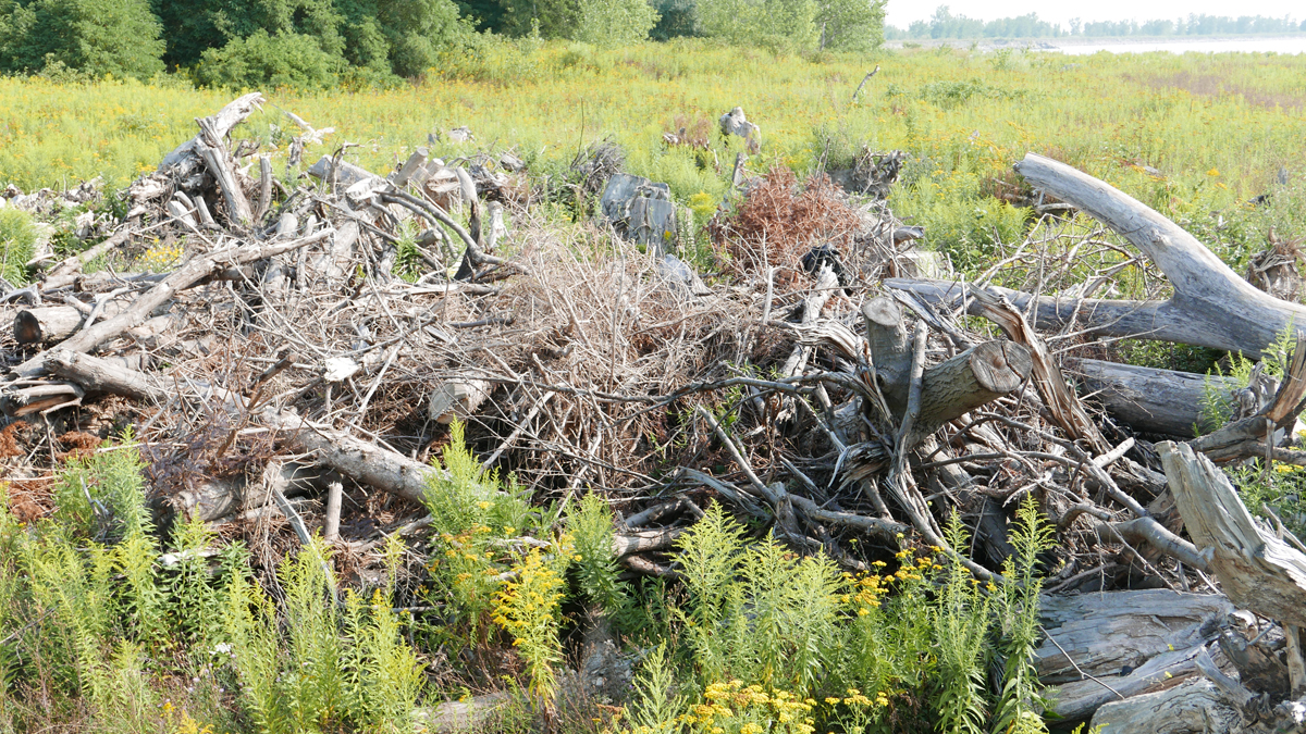 Place: Tommy Thompson Park